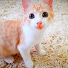 pFR3RGqMO8g-channel-avatar-Cute Kittens