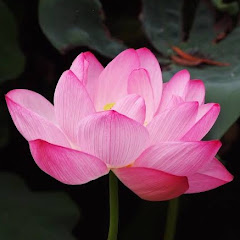 lotus.