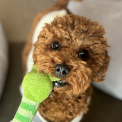 ちょっと笑える動物ショート