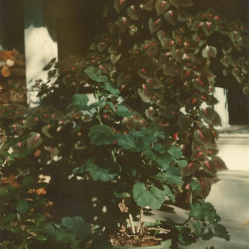 Faded Colorwheel Ephemera