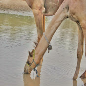 The Camels Tharparkar