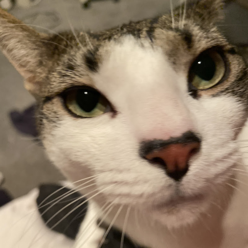 Photo chloecat ASMR
