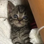 水頭症の猫ハチ