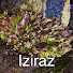 a8Qb4M-yyQ8-channel-avatar-Iziraz