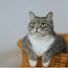 bXz9w-LNK_k-channel-avatar-猫の秘密