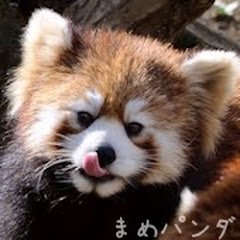 まめパンダ