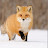 Фрости fox