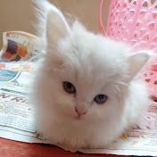 Sweetu - The Persian Cat