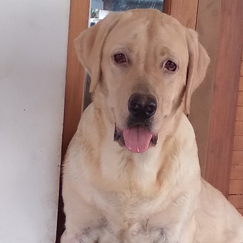 TheNaughtyAndFunnyPets