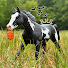 fhuzGXuZ2z0-channel-avatar-Birch Hollow Stables