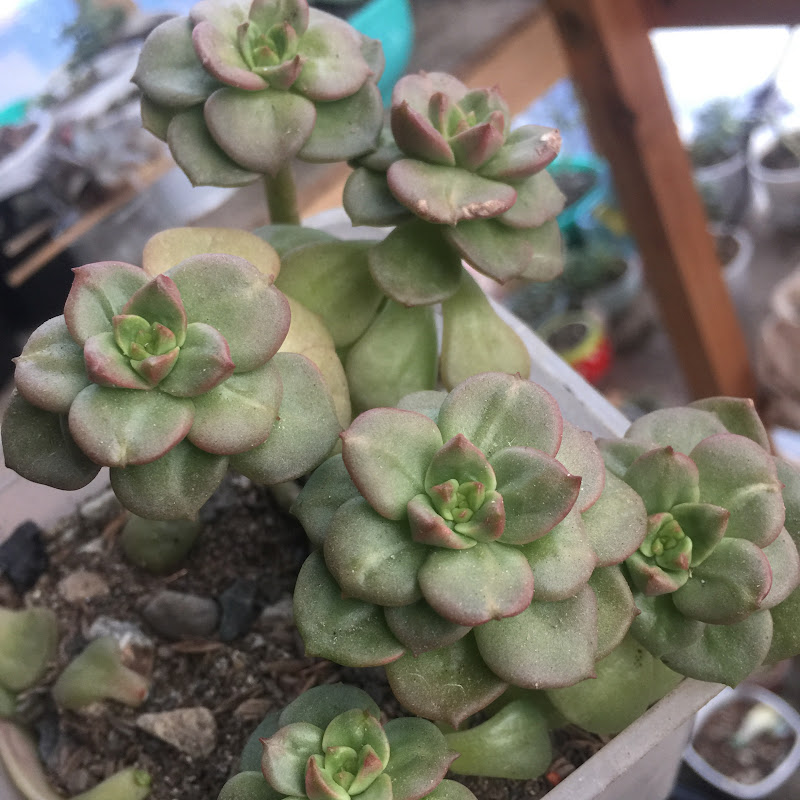 MJ’s Succulent Collection 