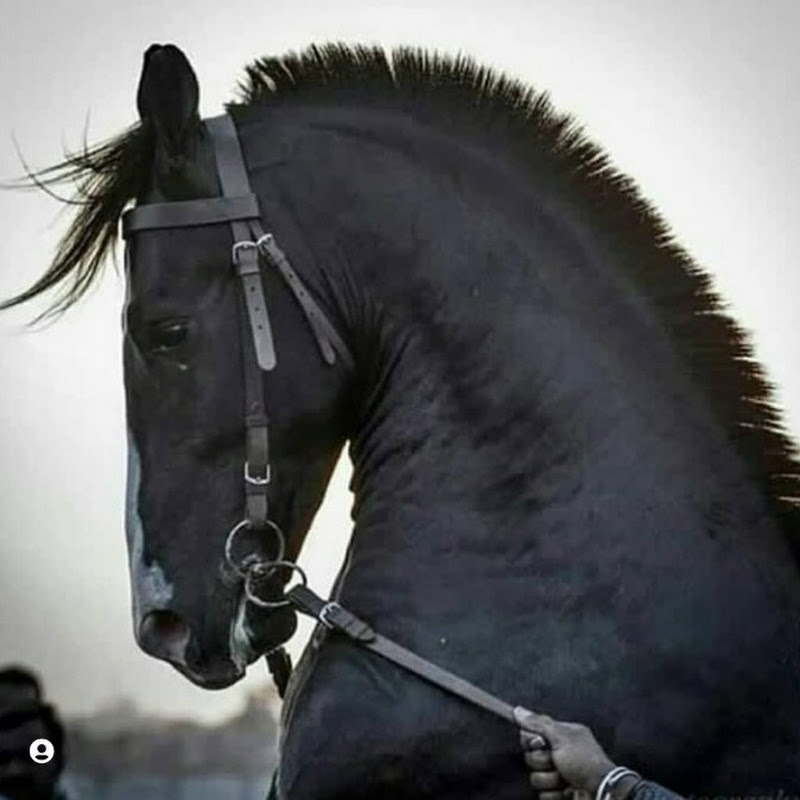 kathiyawadi horse_yt 🐎