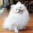 White Pomeranian Gomi