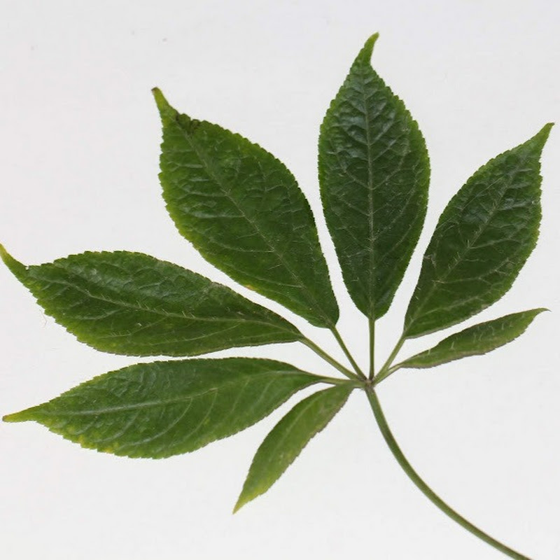 吳博士本草 Logo