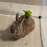8zmnWZbSswQ-channel-avatar-Japanese Mom in Osaka 2 Teens, Rabbit & Budgie
