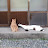 @catzilla_home