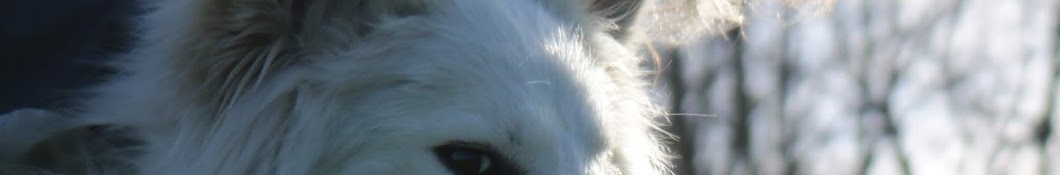 Sophie's Dog Tales Avatar de chaîne YouTube