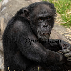 サイコパスチンパンジー