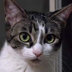 Puss Memes