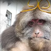 師太和獨臂猴星星