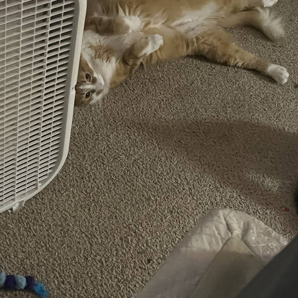 YUKIさま専用 YOOKI 有猫出没x2 Post from 𝔂𝓾𝓴𝓲 ' 🦴 - YouTube