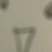 SHIJIMI_しじみー