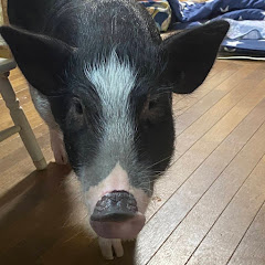 ももネネブッキーアイコン画像