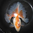 7wpJX7a0_fU-channel-avatar-花嫁金魚