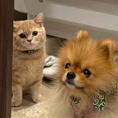 ポメハゲパン君とシャコタンのむぎ【ポメラニアン】