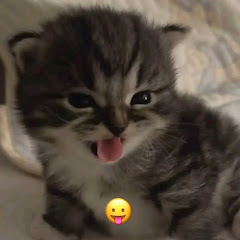 티해라 