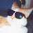 cat with sunglasses