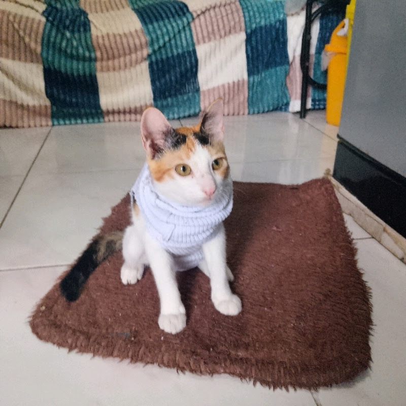 Hire I Win it tv.  — Animal Behavior Studies YouTube creator for sponsorships