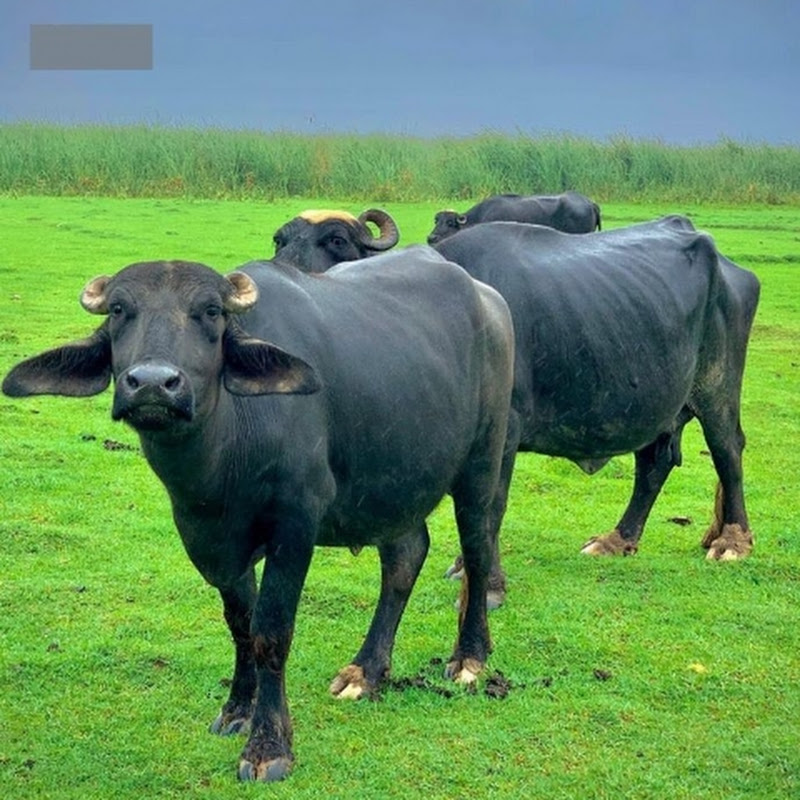 Hire Kaswan Diary Farm — Pets & Animals YouTube creator for sponsorships