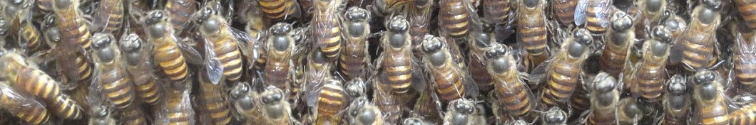 ternak lebah madu dan klanceng kelulut 082242011571 YouTube 频道头像