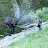 Lyrebirds at Goldsmith’s in The Forest