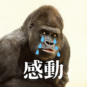 ゴリラも泣く感動ストーリー