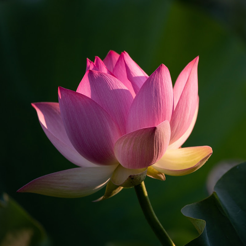 HOA SEN TĨNH LẶNG icon