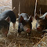 -Q1kraGTkyM-channel-avatar-Bansley's Berkshire Ridge Farm