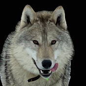 Wolf And Dog