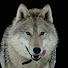 D3UX9M2FpNI-channel-avatar-Wolf And Dog