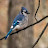 @BirdbathStream