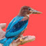 fVibq9bUTKs-channel-avatar-Camera Birds23