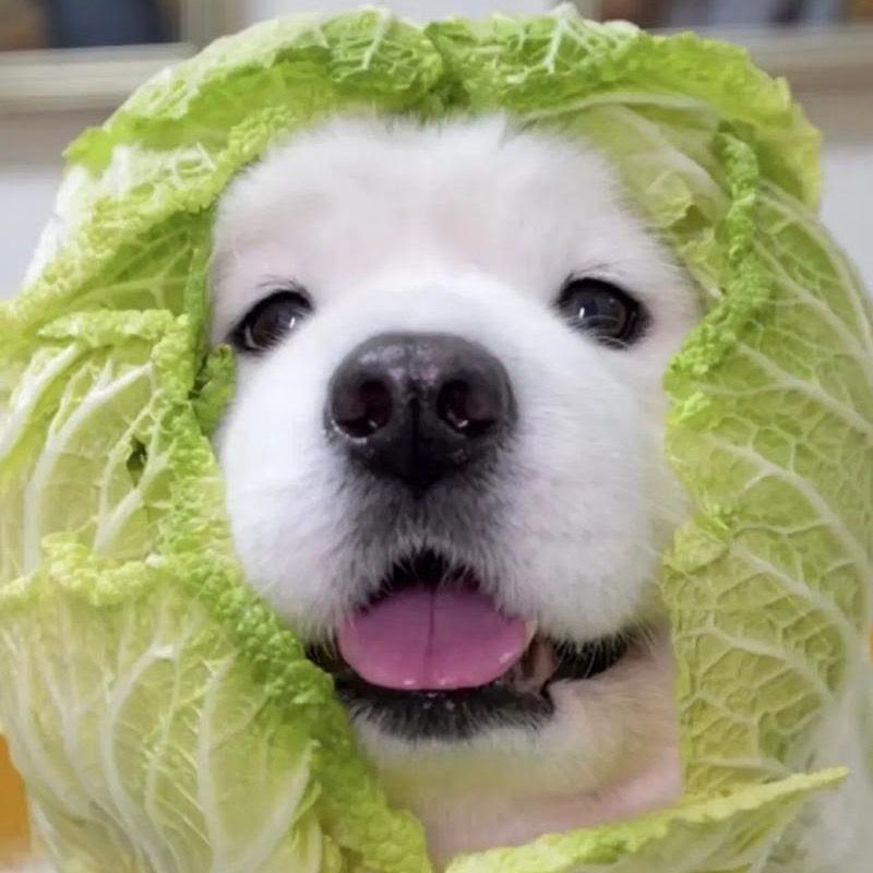 BarkSide Comedy