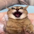 W3MR4lMBzIY-channel-avatar-KittyRants