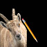 zafe30Tbwes-channel-avatar-The texting goat