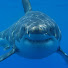 WTLSauwOgRc-channel-avatar-Sharkfan2