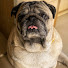 sRCdKh4cmy8-channel-avatar-Happy the pug stories
