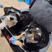 Rescue dog to working dog