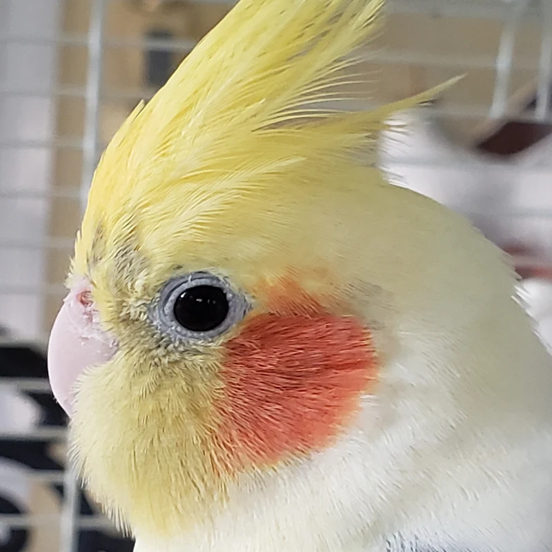 Cockatiels and California birds