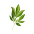 5GE-UG0wZM0-channel-avatar-Ancient Healing Food